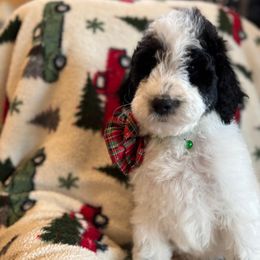 Yellow collar male - Parti male Goldendoodle puppy in Christiana, Tennessee from Rechlicz Family Doodles