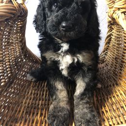 Bernedoodle and Goldendoodle Puppies from Rockbridge  puppies