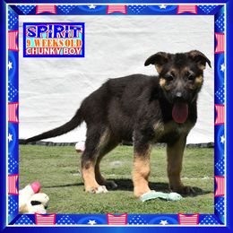 SPIRIT - Black and red male German Shepherd puppy in Murrieta, California from Diamond Oaks German Shepherds