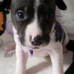 Lulu - Black and white Rat Terrier puppy in Conroe, Texas from Mysthaven Rat Terriers
