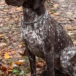 German Shorthaired Pointers from Cathy Derosky's German Shorthaired Pointer