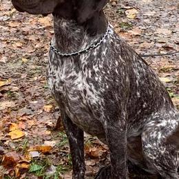 German Shorthaired Pointers from Cathy Derosky's German Shorthaired Pointer