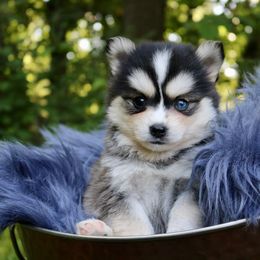 Tesla - Black and white female Pomsky puppy in Missouri from Husky Hill Kennel