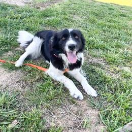 Ann - Border Collie