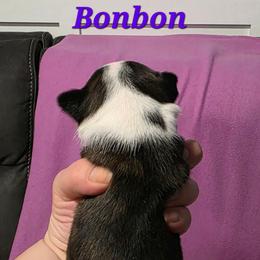 Bonbon - Black and white female Boston Terrier puppy in Columbus, Ohio from Bryn's AKC Bostons