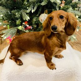 Mia - Dachshund
