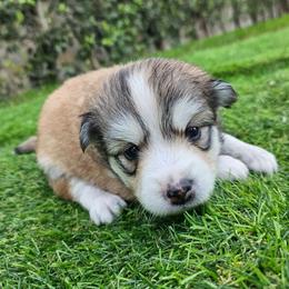 Maple - Tri-color female Pomsky puppy in Southern California, California from SoCal Pomskies LLC
