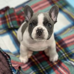 Smalls - Blue male French Bulldog puppy in New Hampton, New Hampshire from Kismet French Bulldogs