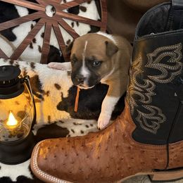 Female 2 - Red and white female Staffordshire Bull Terrier puppy in Lakeland, Florida from English Creek Staffords