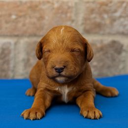 Peace - Red  male Goldendoodle puppy in Burleson, Texas from Thompson Doodles