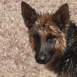 German Shepherd All Grown Up from Vom Harmon Haus German Shepherds