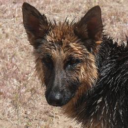 German Shepherd All Grown Up from Vom Harmon Haus German Shepherds