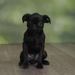 Brussels Griffon Puppies from Willow & Sage Brussel Griffons