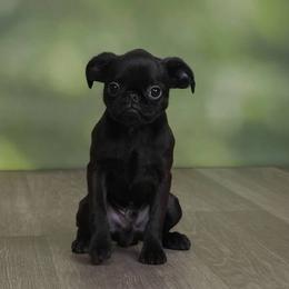Brussels Griffon Puppies from Willow & Sage Brussel Griffons