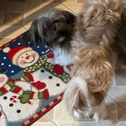 Shih Tzus from Blanca's Shih Tzus