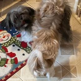 Shih Tzus from Blanca's Shih Tzus