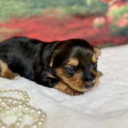 Yorkshire Terriers from More Than Family