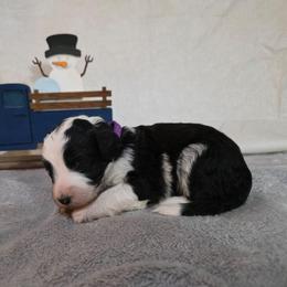 Nova - Black and white female Sheepadoodle puppy in Weatherford, Texas from Oodles of poodles and doodles