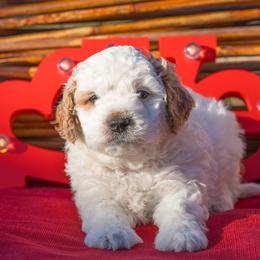 Blizzard - White male Cavapoo puppy in Searcy, Arkansas from Clark County Cavapoos