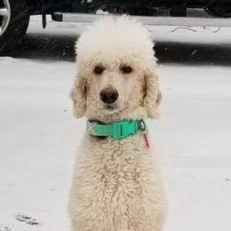 Poodles from Breakaway Standard Poodles