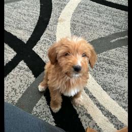Brighton - Apricot male Goldendoodle puppy in Pleasant Hill, Iowa from Courtney Nicole's Mal Shihs & Goldendoodles