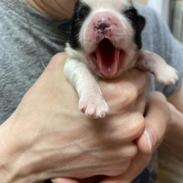 Shih Tzu Puppies from Willow Lane Shih Tzus