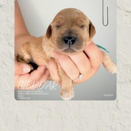 Cheddar - Red  male Goldendoodle puppy in Garden Grove, California from Sunkissed Doodles