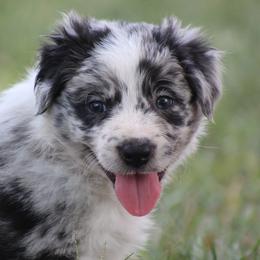 Milo - Blue merle male Border Collie puppy in Tylertown, Mississippi from Cool Meadow Farms