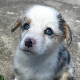Champ - Blue merle and white male American Corgi puppy in Brownstown, Indiana from Brave Country Kennels