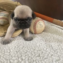 Dottie - Fawn female Pug puppy in Hanover, Virginia from Pure Pugs