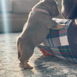 French Bulldog Puppies from Gardner's Corgis & French Bulldogs