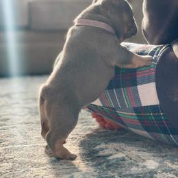 French Bulldog Puppies from Gardner's Corgis & French Bulldogs