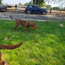 Strawberry - Sedge female Chesapeake Bay Retriever puppy in Soap Lake, Washington from Desert Oasis Kennels