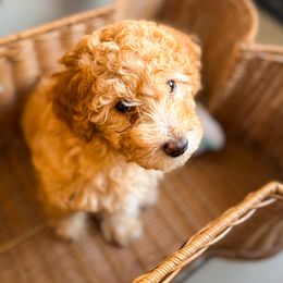 Poodle Puppies from Red Mini Poodles AZ