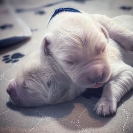 Golden Retriever Puppies from Sleepy Morning Goldens