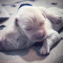 Golden Retriever Puppies from Sleepy Morning Goldens