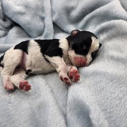 Elixabeth - Parti female Miniature Schnauzer puppy in Crosby, Texas from Raisin' the Woof Schnauzers