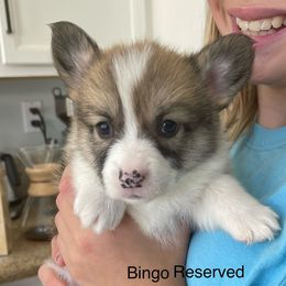 Bingo - White and red Pembroke Welsh Corgi puppy in Apple Valley, California from MRS California Corgi