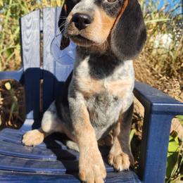 Calvin - Black tan and bluetick male Beagle puppy in Bois D Arc, Missouri from Country Home Pets and Farm