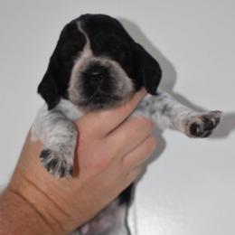 Dolly - Black and white female English Springer Spaniel puppy in Chapmansboro, Tennessee from Balthrop Bend Farms