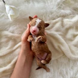 Maple girl - Red  female Goldendoodle puppy in Rio Linda, California from Plush Doodles