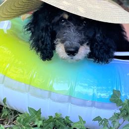 Bernedoodle Puppies from Beary Sweet Doodles