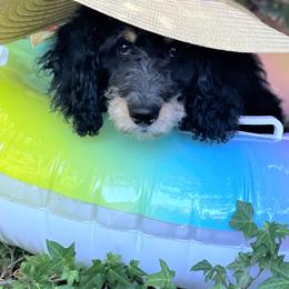 Bernedoodle Puppies from Beary Sweet Doodles
