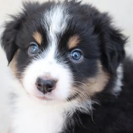 Blackberry - Black tri-color female Australian Shepherd puppy in Colorado from Firestone Australian Shepherds