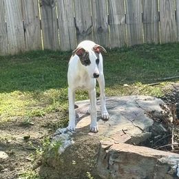 Wings - White and red brindle Whippet puppy in Canton, Georgia from Ahava Kennels