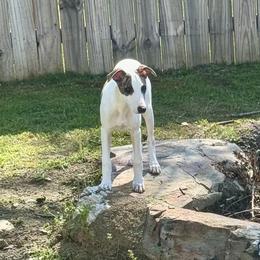 Wings - White and red brindle Whippet puppy in Canton, Georgia from Ahava Kennels