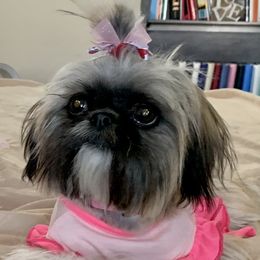 Charley  - Shih Tzu