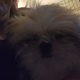 Solo - Shih Tzu