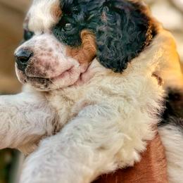 Poodle Puppies from Cityscape Moyen Poodles