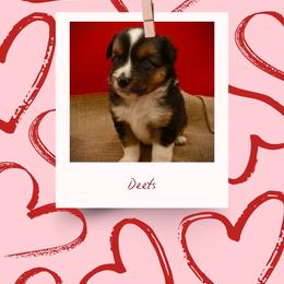 Deets - Black tri male Miniature American Shepherd puppy in Valley Springs, California from Raindance Ranch